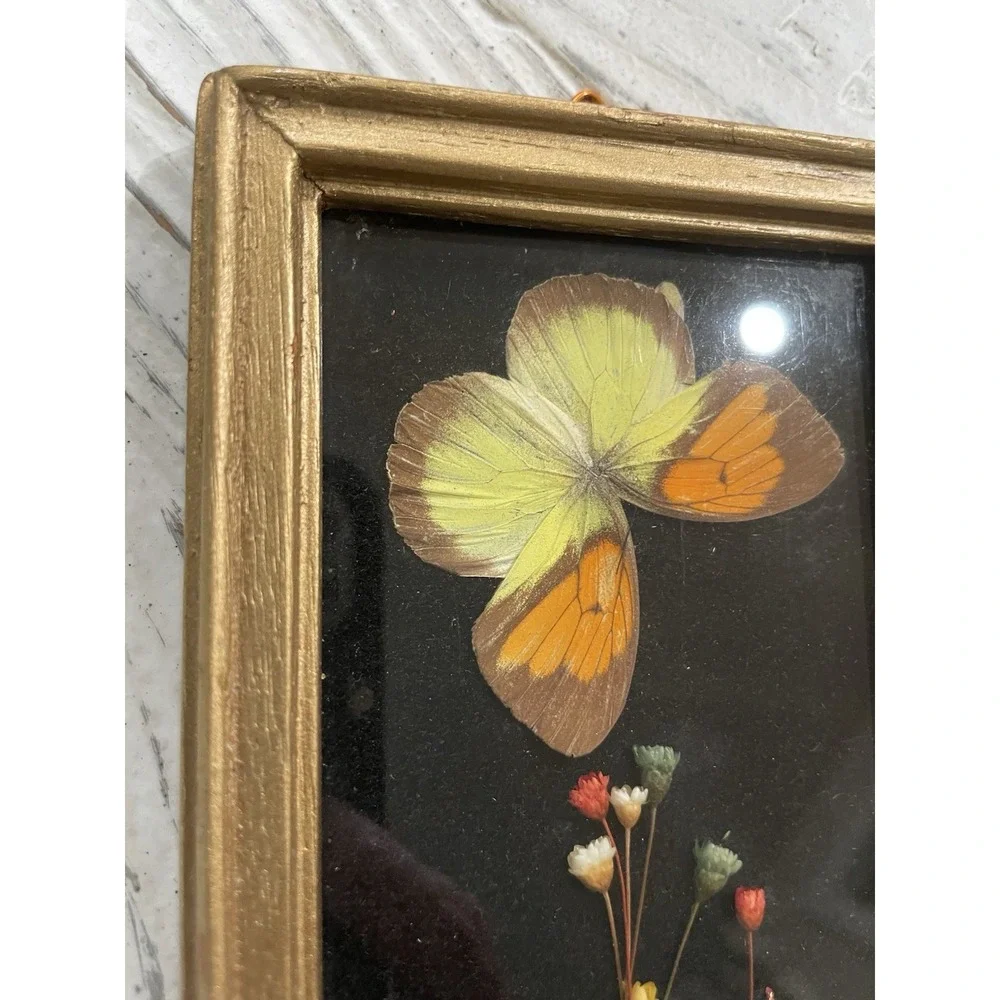 Vtg MCM Framed Dried Flowers‎ and Butterfly Specimen  4x9
